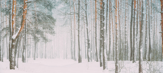 Snowy White Forest In Winter Frosty Day. Snowing In Winter Frost Woods. Snowy Weather. Winter Snowy Coniferous Forest. Blizzard in Windy Day. Panorama Panoramic View. - Powered by Adobe