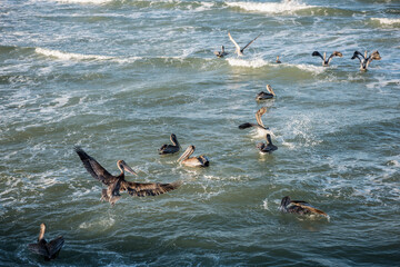 Brown Pelicans landing on and floating in the waves in Ponce Inlet Lighthouse Park, Ponce Inlet, Florida, USA.