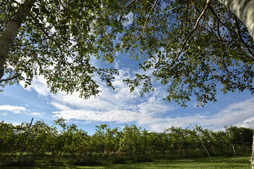 A vineyard seen from under a birch tree. In Kobuchizawa, Yamanashi Prefecture, Japan.