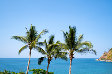 Fototapeta na wymiar Coconut palm trees against blue sky background beautiful tropical sea summer background