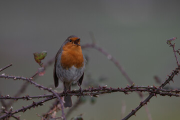 robin on a branch