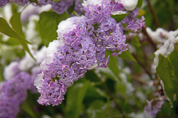 Lilacs covered with snow in Mid April in Missouri