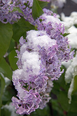 Lilacs covered with snow in Mid April in Missouri