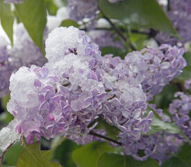 Lilacs covered with snow in Mid April in Missouri