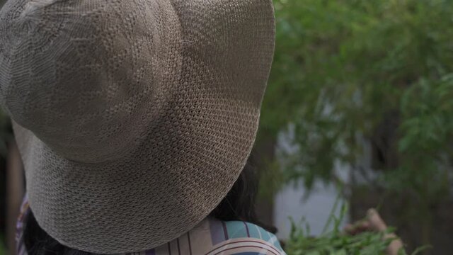 Adult woman with hat collecting herbs by hand from tree