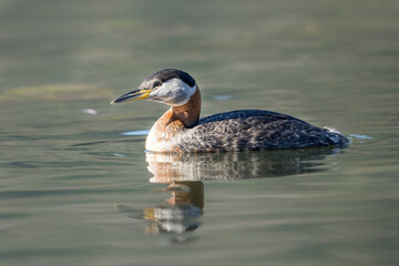 Red necked grebe in water.