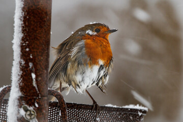 robin in snow