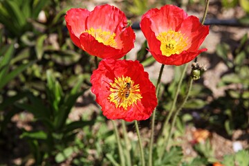 Fototapeta premium 한국공원에핀꽃입니다