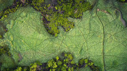 Straight down aerial view of green river bed