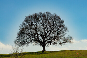 Obraz premium tree on a hill