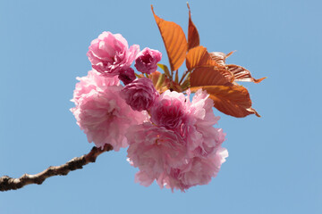 a flowering branch of a Kanzan Cherry blossom tree against a clear blue sky, the sunlight hitting the top for a dramatic lighting effect of the pink blossoms and golden brown leaves