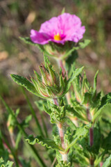 Close up view of a plant of Cistus crispus, a Mediterranean species of rockrose.