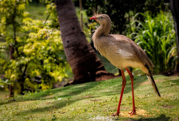 grey crowned crane