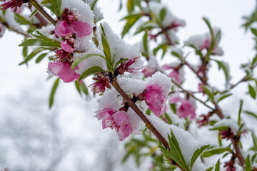 Snow covering blossoms on a fruit tree during a late spring snow