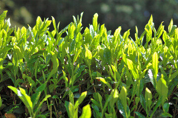 お茶の新芽