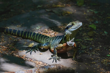 Sunlit colorful lizard, the Australian water dragon, in the forest in the Blue Mountains in Katoomba, New South Wales, Australia