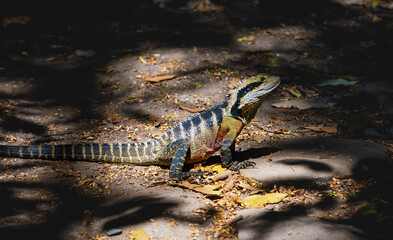 Green red colored lizard, the Australian water dragon on a hiking path in the Blue Mountains in Katoomba, New South Wales, Australia