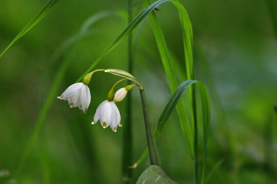 Single Spring Snowflake Flower Leucojum Vernum In Forest Plant Springtime Background Stock Photo Adobe Stock