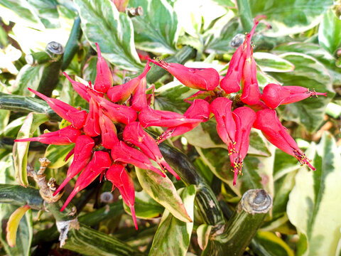 Closeup shot of red Pedilanthus flowers