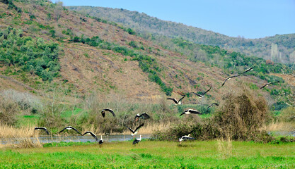 Fototapeta na wymiar floodplain forest in Karacabey Bursa many and groups of birds pelicans black and white stork on green agricultural field near the river and trees.