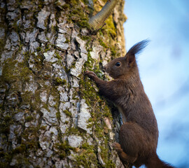 squirrel on a branch