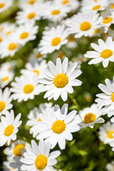 daisy デイジー 花の庭