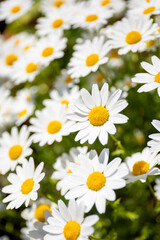 Obraz premium daisy デイジー 花の庭