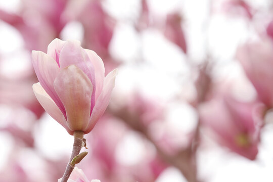 close up of magnolia flowers © Jessica