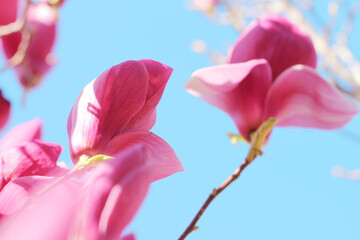 pink magnolia flowers on blue sky background