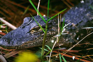 Baby Alligator