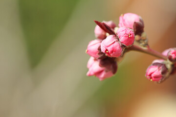 close up of pink peach flower bud
