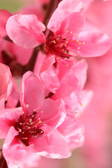 Obraz na płótnie Canvas pink peach flower