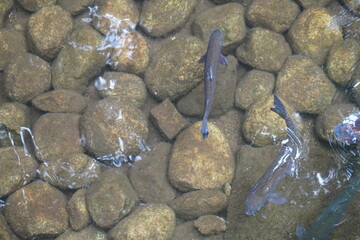 岩場の清流を泳ぐイワナ（俯瞰）/Char fish are swimming in the clear river