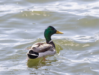 Adult Male Mallard (Anas platyrhynchos) swimming alone on a pond