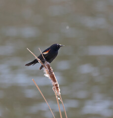 A male red-winged blackbird (Agelaius phoeniceus) in the cattails by a pond  in spring
