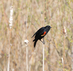 A male red-winged blackbird (Agelaius phoeniceus) in the cattails in spring
