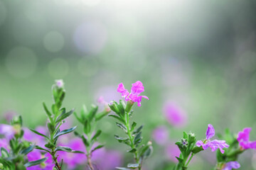 Fototapeta na wymiar Blurry Flower Bokeh for Background.