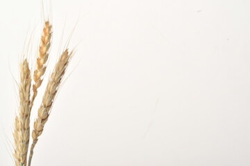 Golden wheat on a white background. Close up of ripe ears of wheat.
