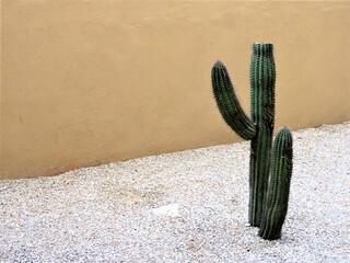 Large cacti growing n the desert