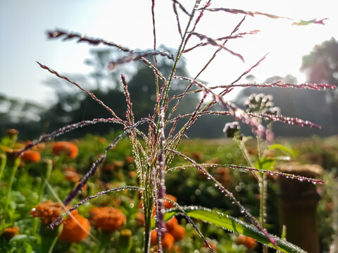Tridens flavus, the purpletop tridens, red top, or greasegrass, is a large, robust perennial bunchgrass native to eastern North America.