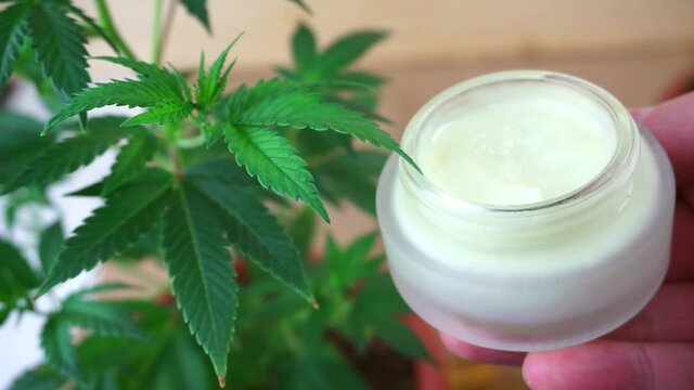 Cannabis Skin care CBD cream in hand against Marijuana plant