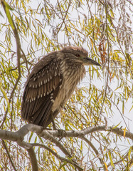 Immature tan and white Heron perched in a tree with yellow leaves at the Malecon de Jocotepec, Mexico