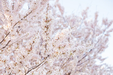 Branches of Japanese cherry blossoms