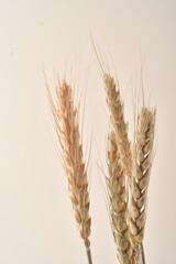 Golden wheat on a white background. Close up of ripe ears of wheat.
