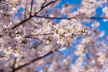 Japanese cherry tree branch