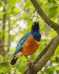 Superb Starling at KL Bird Park, Kuala Lumpur, Malaysia