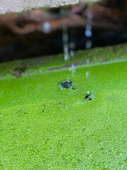 frog on the leaf