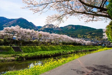 由布院の桜