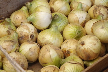収穫されたタマネギ