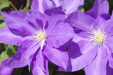 クレマチス（テッセン）の花